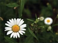 EBOOK - Paisagismo (curso)