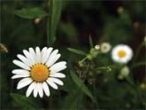 EBOOK - Paisagismo (curso)
