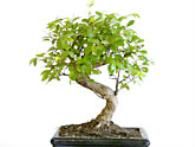 EBOOK - Curso básico de Bonsai