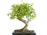 EBOOK - Curso básico de Bonsai